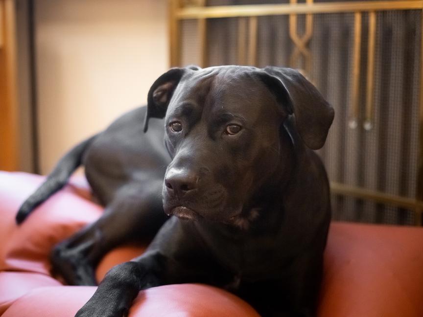 Hotel Paris Prague | Praha 1 | 10