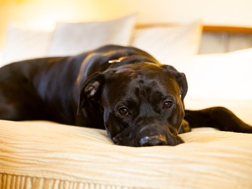 Hotel Paris Prague | Praha 1 | 13